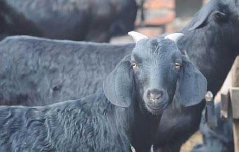 黑山羊养殖管理技术 黑山羊养殖管理技术规范
