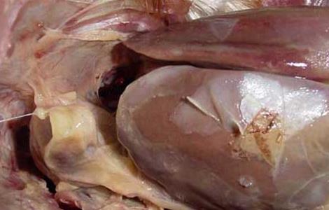 鸡大肠杆菌病的防治措施 鸡大肠杆菌病防治方法