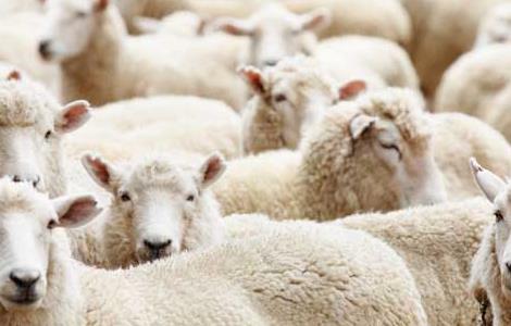 绵羊的品种有哪些种类 绵羊的品种有哪些