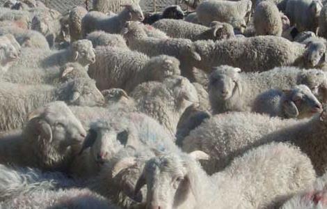 育肥羊饲料配方 繁殖羊和育肥羊饲料配方