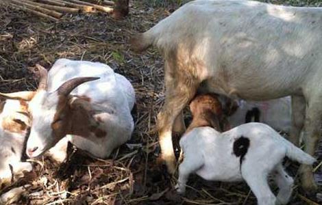 羊各种病的症状及治疗 羊发情障碍防治方法