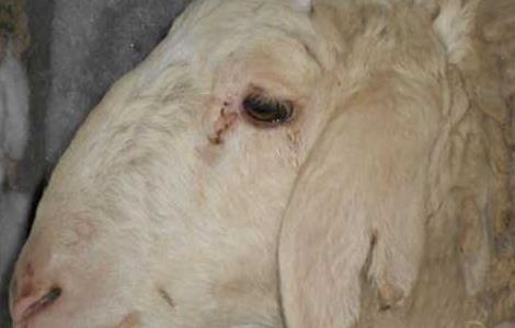 羊有链球菌病治疗方法 羊链球菌病防治方法
