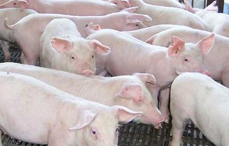 猪传染性胃肠炎怎么防治 猪传染性胃肠炎防治方法