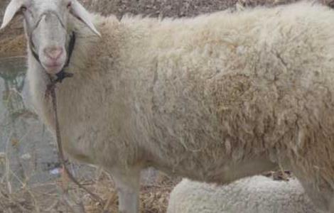 小尾寒羊牧草种植技术 小尾寒羊养殖方法