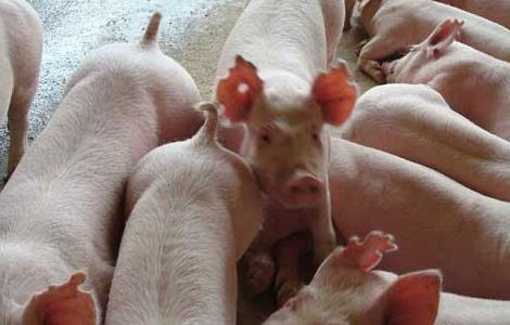 猪伪狂犬病的治疗方法 猪伪狂犬病的防治方法