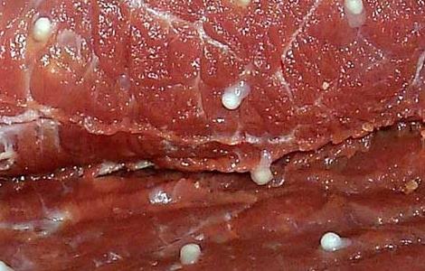 猪肉绦虫多高温度能杀死 猪肉绦虫能高温杀死吗