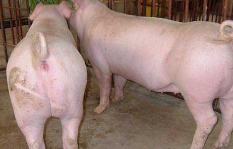 养殖30头母猪利润与成本 养殖50头母猪一年利润