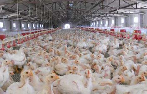 投资一个养鸡场要多少钱 投资一个养鸡场要多少钱人民币