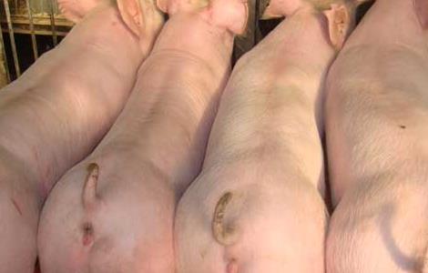 母猪产仔少的主要原因 母猪产仔少的原因和办法