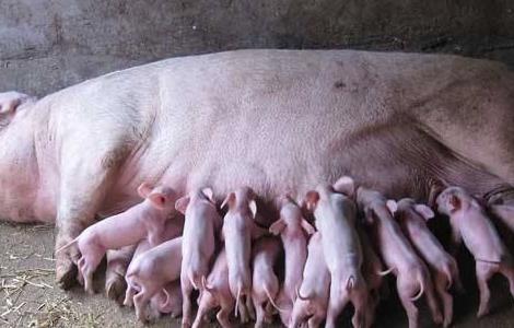 母猪怎么做好护理和保健 母猪日常保健与管理