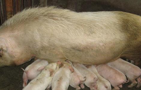 头胎母猪产后奶水不足怎么办 产后母猪乳汁分泌不够怎么办
