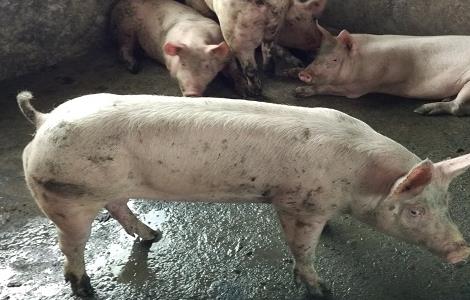 冬季生猪的科学饲养管理方法有哪些 冬季生猪的科学饲养管理方法