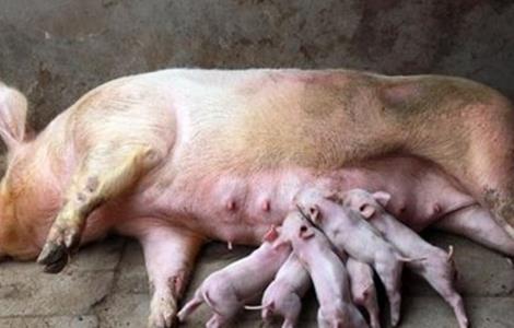 母猪产仔少的原因 母猪产仔少的主要原因