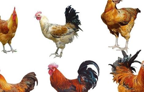 绿壳蛋鸡养殖方法 绿壳蛋鸡的鸡舍建设方案