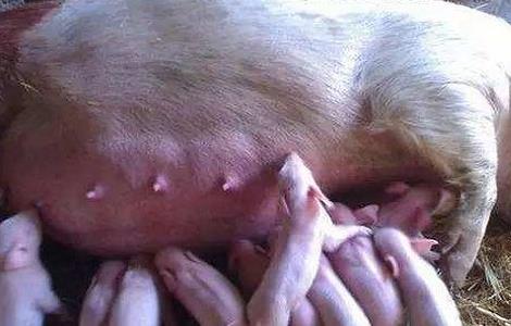 母猪产前产后怎么护理 母猪产后的护理方法