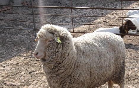 圈养的羊都容易得什么病 大型圈养羊的常见四类疾病