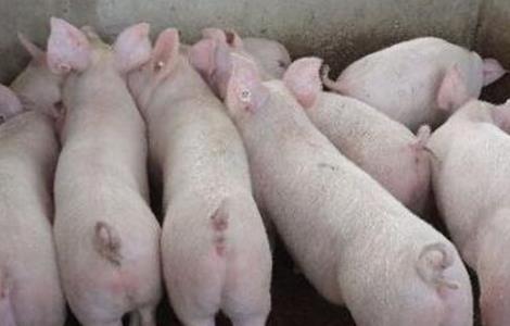 农村常用的养猪模式 农村常用的养猪模式是