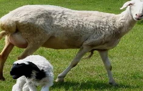 母羊在什么情况下会引起流产 母羊为什么会流产