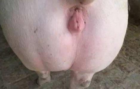 猪脱肛的原因及防治措施 猪脱肛是什么原因该怎样预防