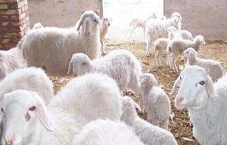 羊羔怎样育肥 羔羊育肥的注意事项