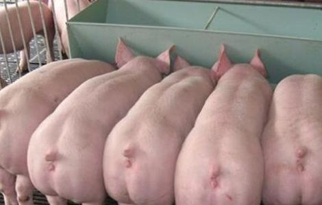 猪的高产管理方法 猪的高产管理方法和措施