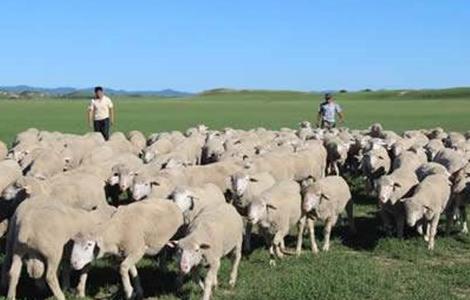 夏季养羊的注意事项 冬季养羊注意什么
