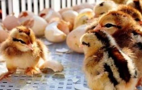 雏鸡采食量低的原因及解决方法 雏鸡采食量低怎么解决