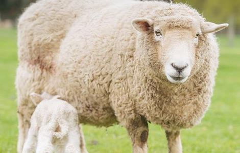 羊炭疽病图片及防治 羊的炭疽病该怎么办
