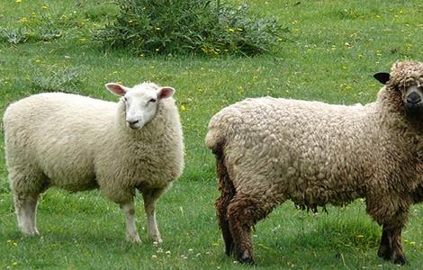 防止羊寄生虫的方法 防止羊寄生虫的方法是