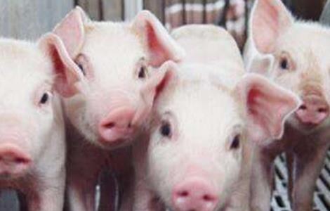 养猪的技术猪快速育肥 如何使猪快速育肥