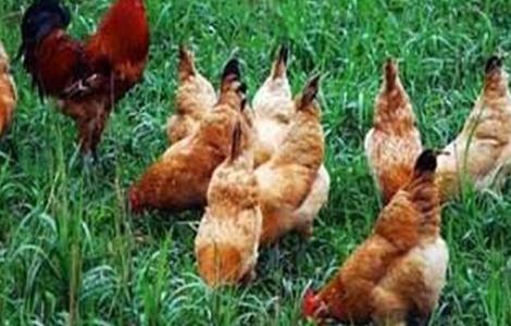春季土鸡养殖要注意什么事项 春季土鸡养殖要注意什么