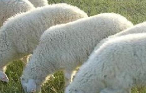 绵羊养殖注意事项 绵羊养殖注意事项和技巧
