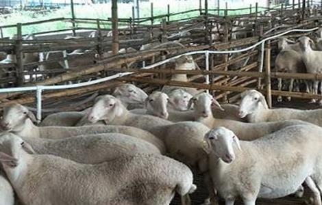 绵羊养殖育肥技术 绵羊饲养技术养殖技术