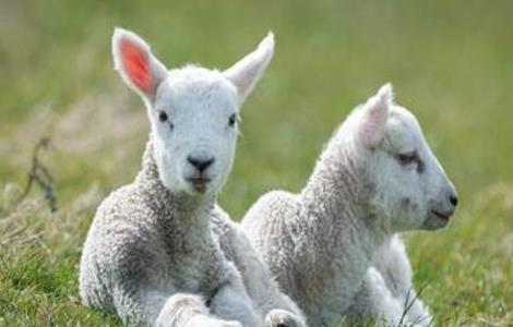 怎样饲养出生小羊羔 初生的羊羔如何饲养
