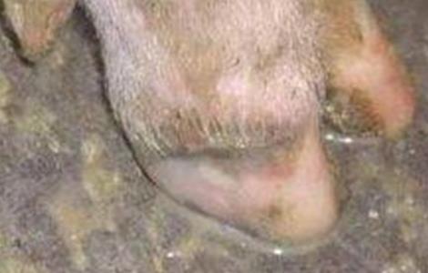 猪蹄裂的原因及防治方法视频 猪蹄裂的原因及防治方法