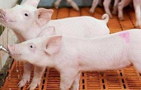 夏季如何让猪长得快 养猪怎样才能使猪长得快
