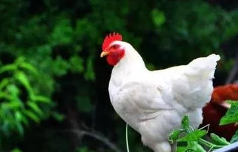 白羽肉鸡的养殖方法（白羽肉鸡的养殖方法和技术）