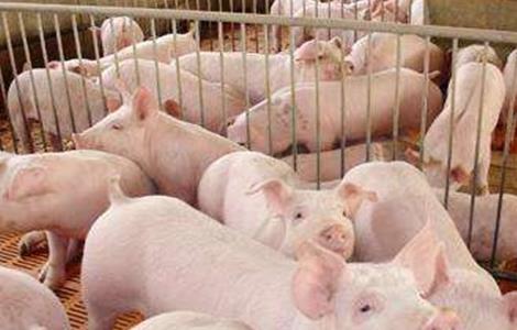 仔猪的饲养管理技术操作规程 仔猪的饲养管理方法