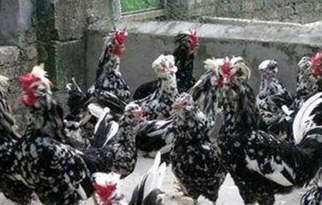 贵妃鸡的养殖方法和技术 贵妃鸡的养殖方法