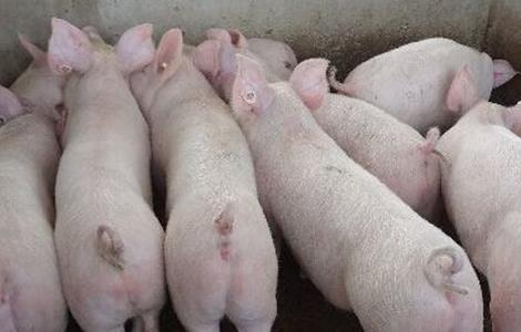 养猪场常用的疫苗有哪些 养猪场常用的疫苗