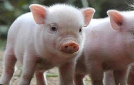 僵猪的产生原因及防治方法是什么 僵猪的产生原因及防治方法