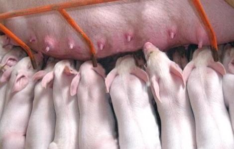 母猪多胎高产的方法 母猪多产仔的方法