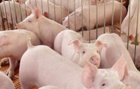 秋季养猪的饲养管理 秋季养猪的饲养管理规定