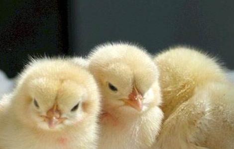 培育小鸡时的注意事项有哪些 培育小鸡时的注意事项