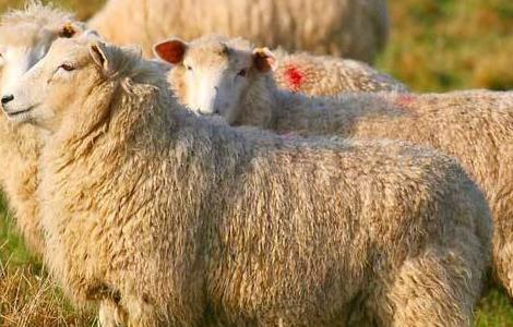 绵羊四季放牧的注意要点 绵羊四季放牧的注意要点有哪些