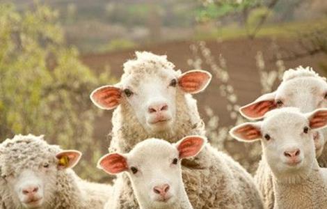 冬季养殖绵羊的管理要点 绵羊饲养管理方法及要点