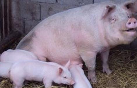 养殖幼猪前期注意事项有哪些 养殖幼猪前期注意事项