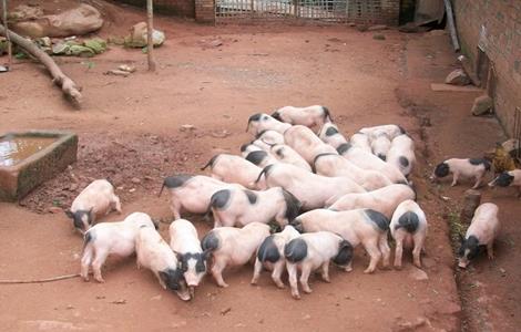 香猪养殖方法 香猪的养殖方法