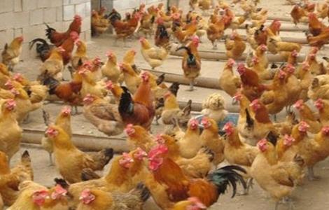 养鸡场如何防治禽流感 养鸡如何预防禽流感