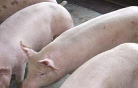 传统养猪的缺点 农村养猪的几大误区